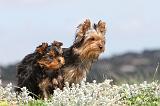 YORKSHIRE TERRIER 083